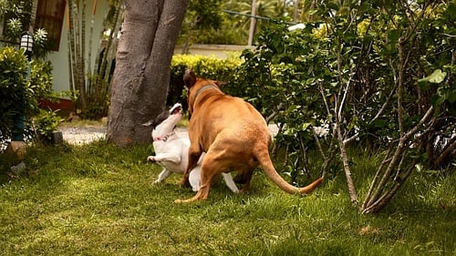 Dogs Playing Together in Grassy Yard