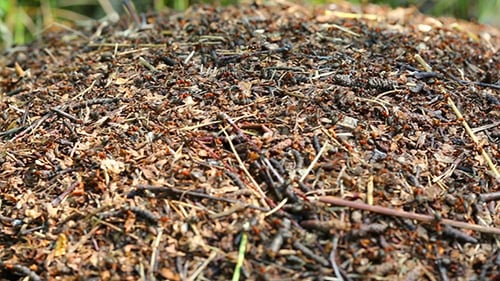 Busy Ant Hill with Ants Crawling Over Nest