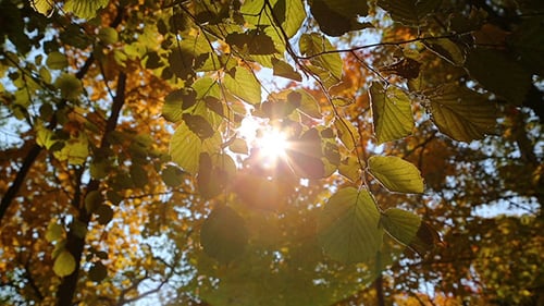 Herbstblätter Und Sonne