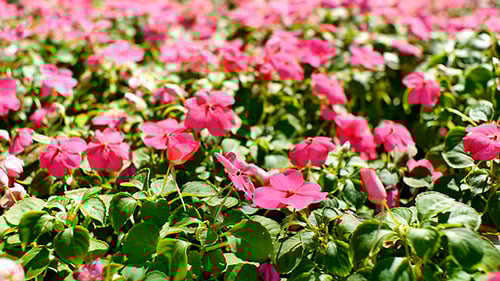 Blooming Field of Vibrant Pink Spring Flowers
