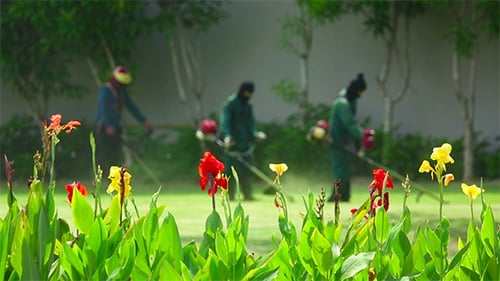 Men Trim Lawn With Gas Powered Grass Trimmers