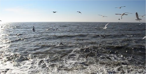 Flock of Birds at Ocean Beach