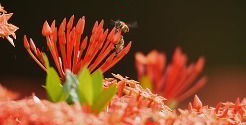 Bees Collecting Nectar From Red Tropical Flowers