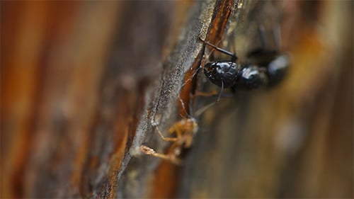 Black Ant