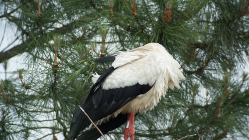 Störche, Vögel, Nistpark, Wasser 2