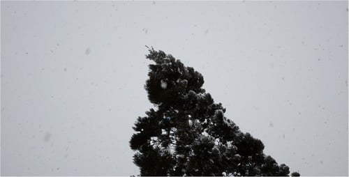 Snow Falling Gently on Evergreen Tree in Winter