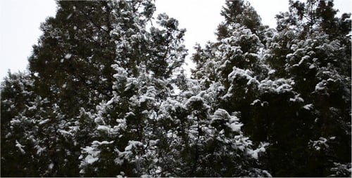 Snow