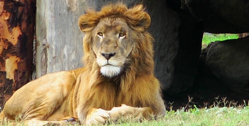 The Lions in the Zoo