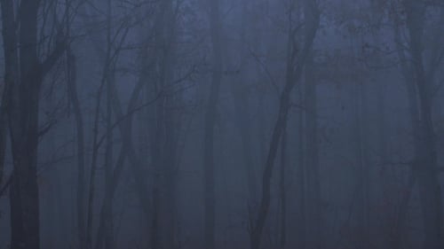 Scary Forest with Fog