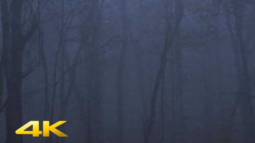 Scary Forest with Fog