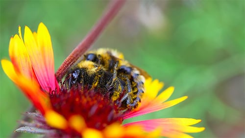 Bumblebees