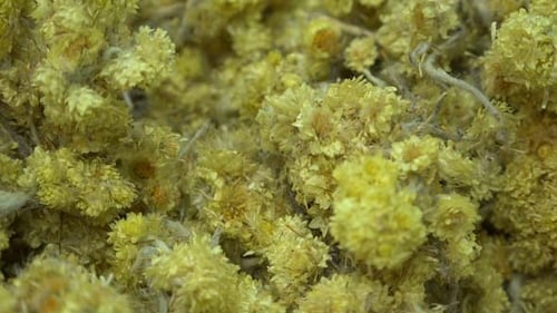 Close Up of Dried Yellow and Orange Flowers
