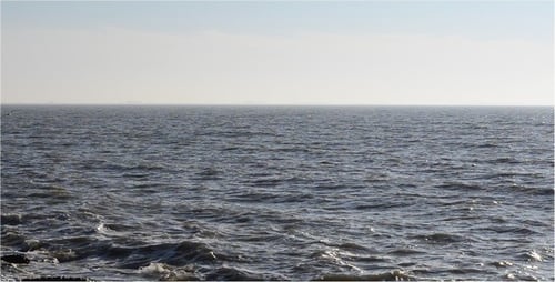 Birds 4