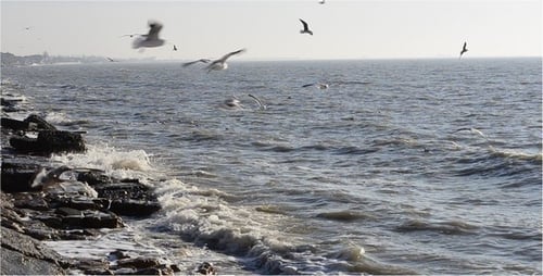 Birds 3