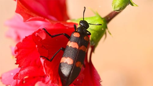 Beetle