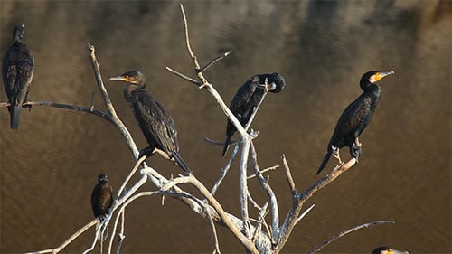 Cormorants Resting on Tree Branches Near Water