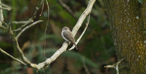 Asian Brown Flycatcher (Muscicapa latirostris) 04b