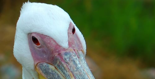 Pelican in Nature