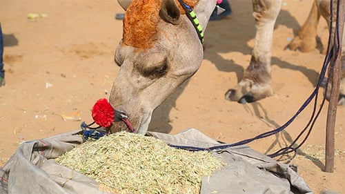 Camel