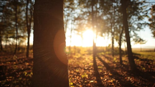 Forest in the Autumn 2