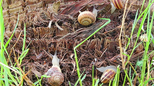 Schnecken im Gras