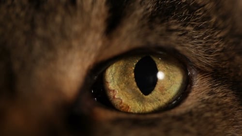 Cat's Eye