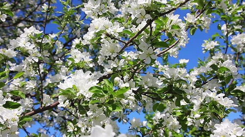 Blooming Tree with White Blossoms in Spring