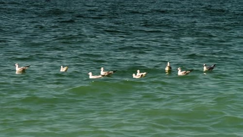 Seagulls are floating in the sea