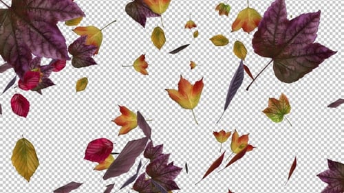 Fall Leaves - Forest Trees - Windy Loop