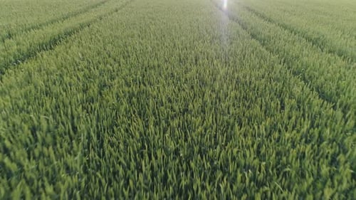 Green Wheat Field