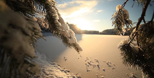 Inverno/ Galho de árvore na neve