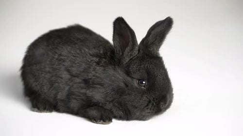 Close-up of a Cute Black Rabbit