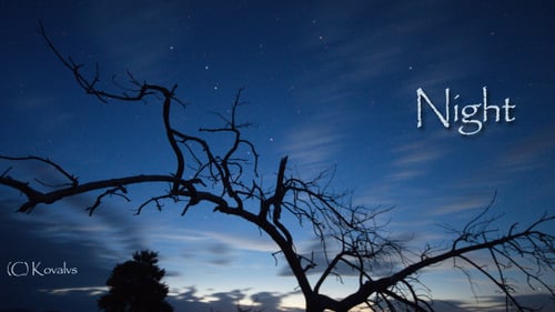 Árbol muerto y cielo nocturno