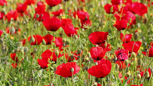 Rote Mohnblumen