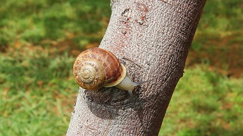 Schnecke auf Baum