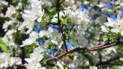 Blossom Apple Tree Branches