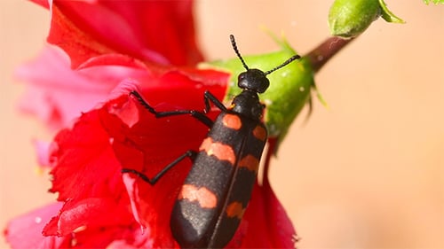 Beetle