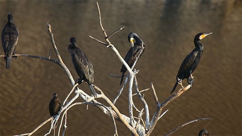 Cormorants Perched in a Tree Near Water