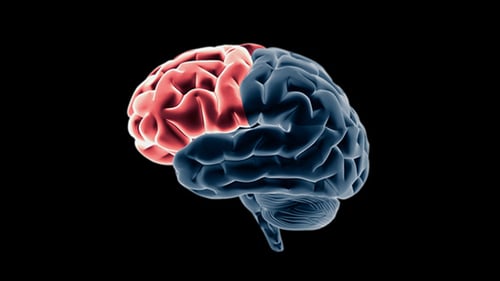 Animated Human Brain with Highlighted Lobes for Medical Education