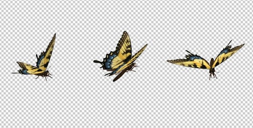 Flying Butterfly - Yellow Swallowtail
