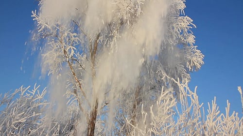 Bel arbre d'hiver de glace et chute de neige