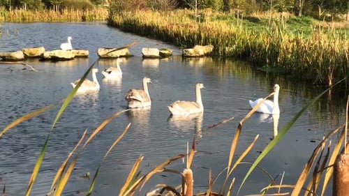 Eine Schwanenfamilie schwimmt an einem sonnigen Tag auf einem See