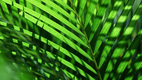 Green Leaf In Nature 329