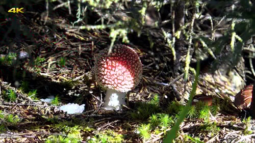 Vibrant Fly Agaric Mushroom Growing on Forest Floor