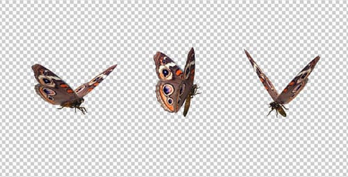 Flying Butterfly - American Buckeye