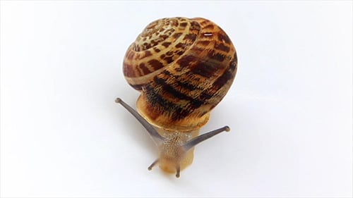 Garden Snail Moving Slowly on White Surface