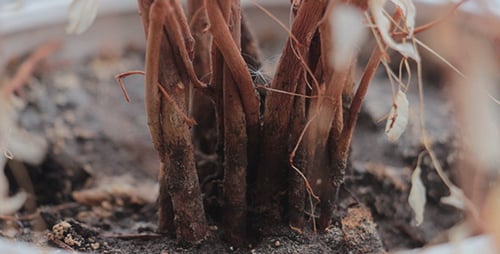 Dead Plant Stems in a White Flower Pot