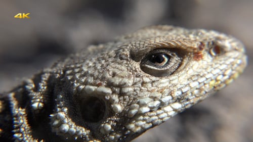 Reptile Head