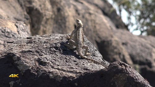 Lizard Perched on Desert Rock Looking Up