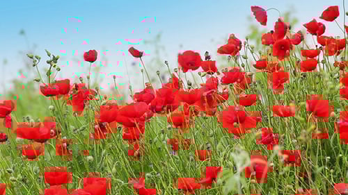 Field of Vibrant Red Poppies Blooming in Spring